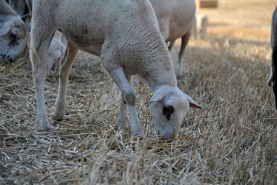 sheep, goat, nature, flock, farm, animal, farm animal, wool HD wallpaper