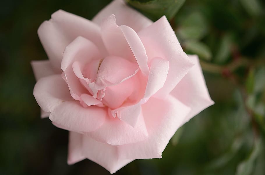 pink rose, white, leaf, nature, garden, macro, detail, plants HD wallpaper