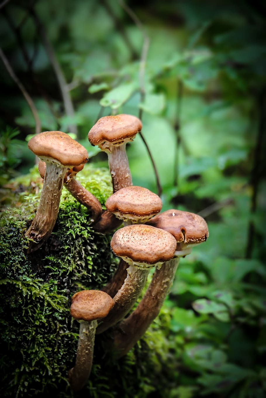 Mushroom, Moss, Forest, Forest Floor, forest mushroom, fungus HD wallpaper