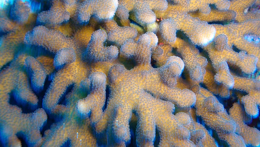 yellow and blue coral, water, atoll, beach, tahiti, full frame, HD wallpaper