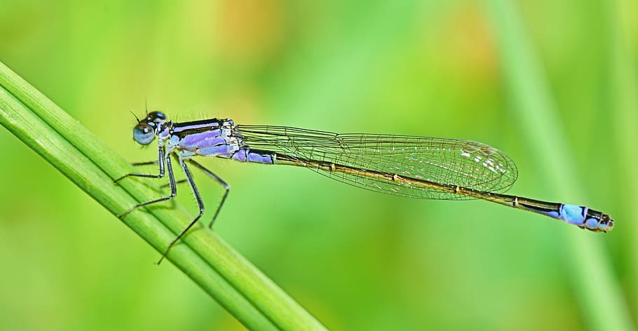 photo of blue dragonfly on grass, black, needle, dragon fly, nature, HD wallpaper