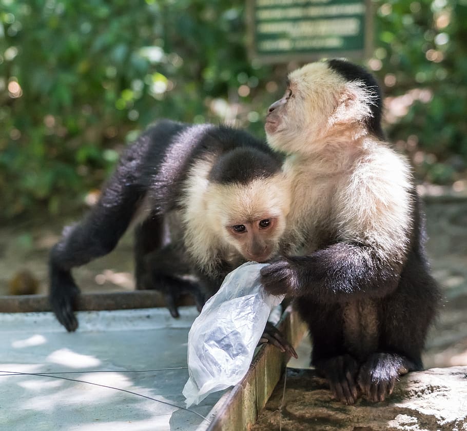 white-headed capuchin, monkeys, playing, primate, mammal, ape