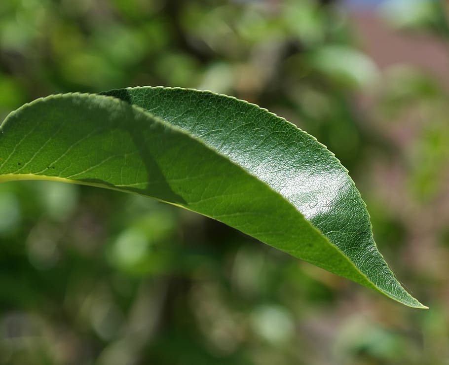 Leaf, Green, Tree, Nature, Pear, Summer, fruit tree, green Color HD wallpaper