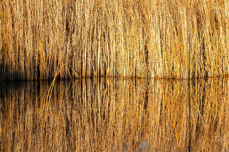 reed, pond, yellow, winter, autumn, water, nature, teichplanze HD wallpaper