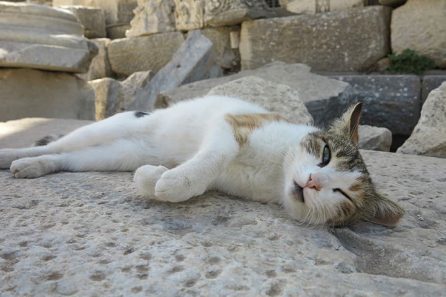 Cat, Turkey, one animal, animal themes, day, outdoors, lying down HD wallpaper