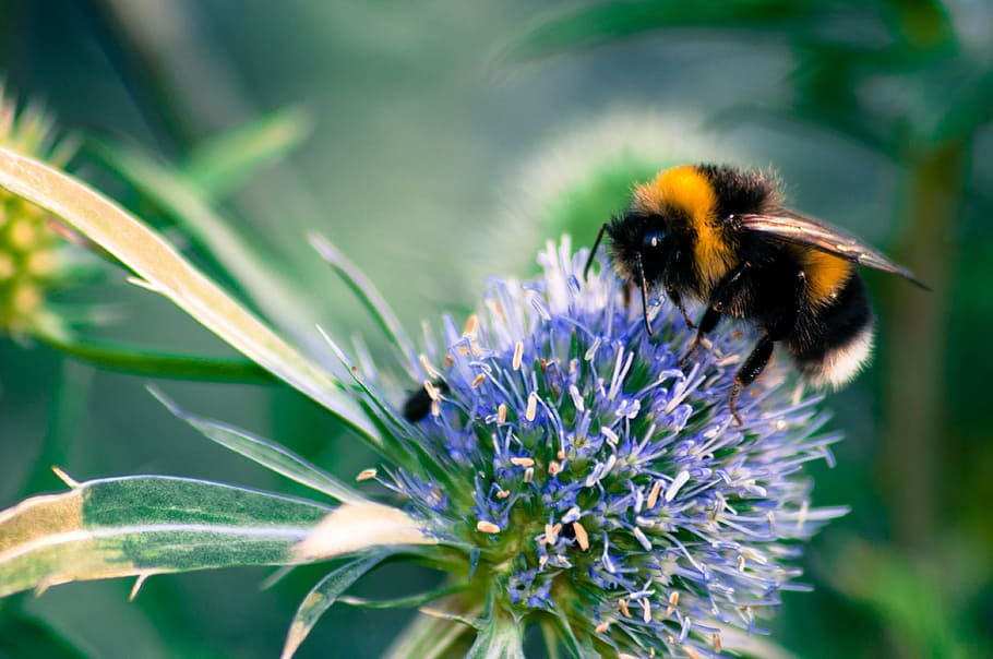 macro, hummel, blossom, bloom, purple, close, insect, pollination HD wallpaper