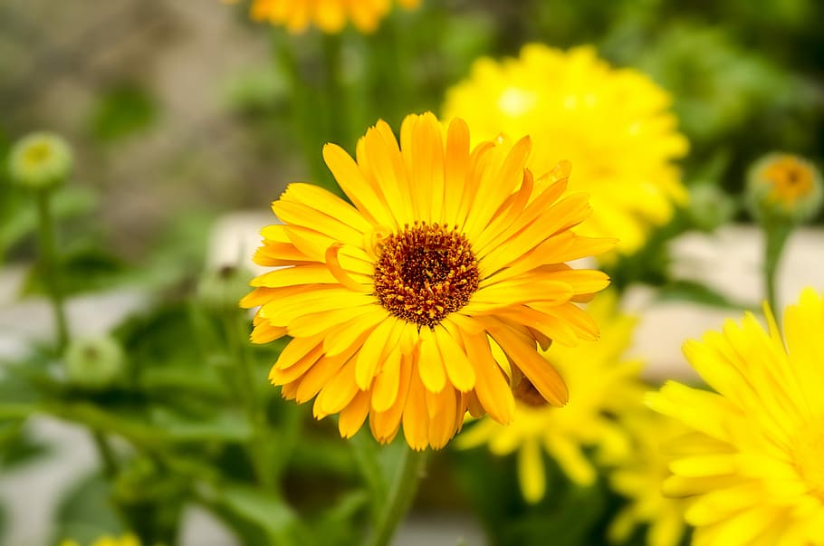 nature, flower, flora, summer, garden, floral, calendula, spring HD wallpaper