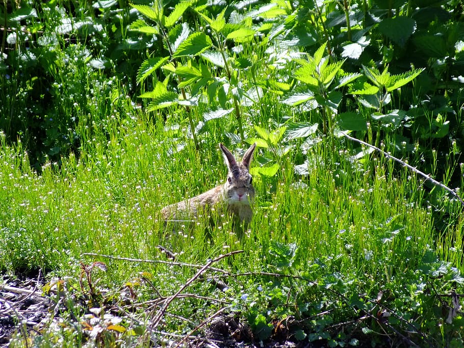 hare, easter bunny, wild rabbit, grass, plant, animal, animal themes HD wallpaper