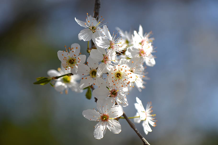 Flowers, White, Fruit Tree, Tree, Spring, blossom, fragility HD wallpaper