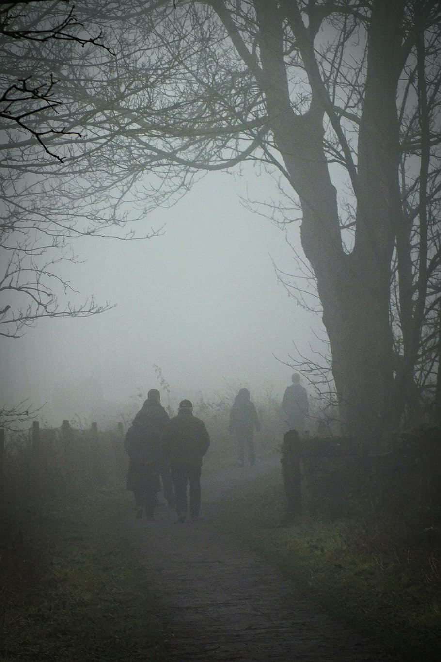 fog, walking, winter, mist, tree, plant, nature, beauty in nature HD wallpaper