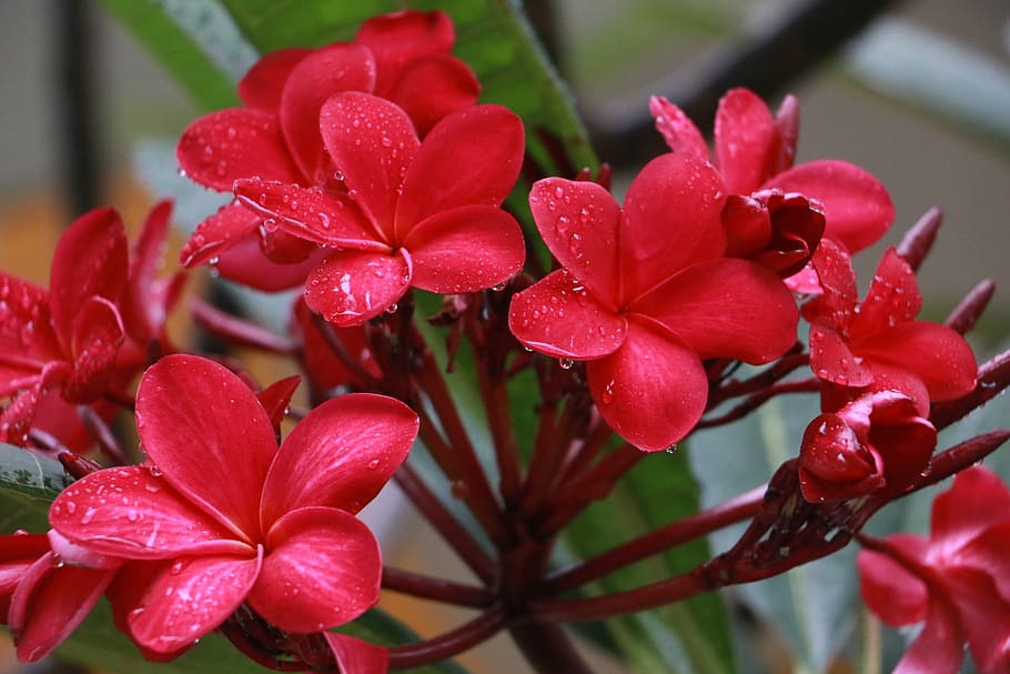 flower, flora, red, blossom, focus on foreground, petal, close-up HD wallpaper