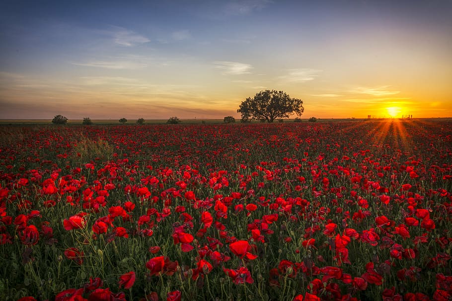 bed of red flowers, poppies, sunset, clouds, red sun, twilight HD wallpaper