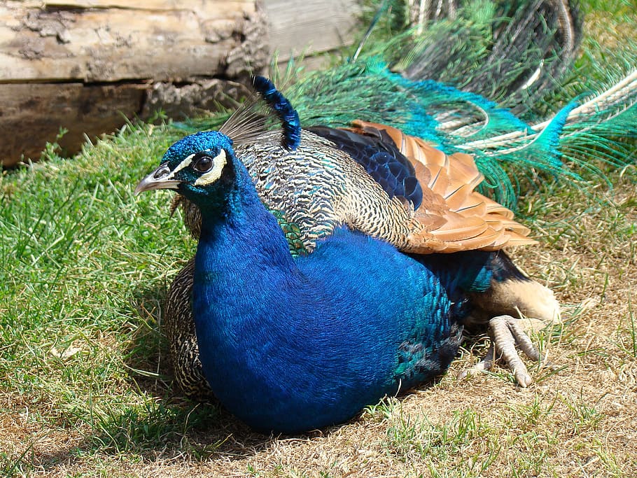 peacock, zoo, poing, animal themes, bird, vertebrate, one animal HD wallpaper