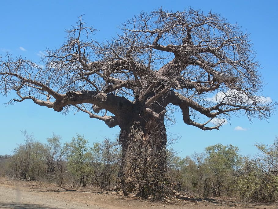baobab, tree, africa, nature, branch, dry, plant, sky, bare tree HD wallpaper