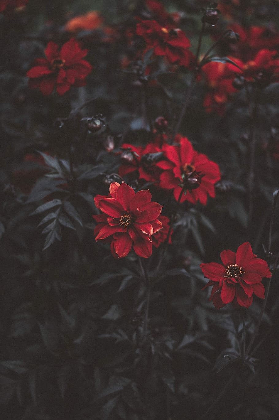 macro shot photography of red rose, red flowers with green leaves HD wallpaper