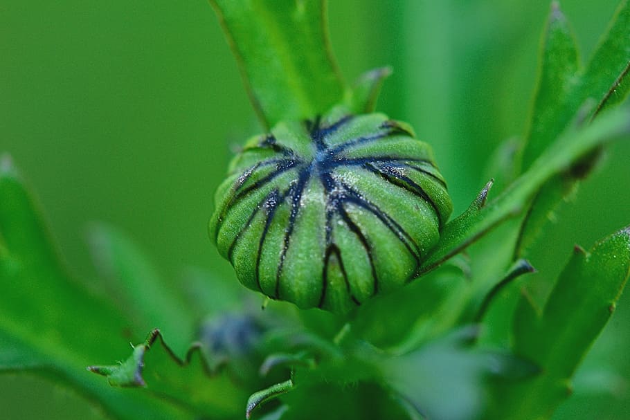 nature, stem, macro, plant, green color, close-up, no people HD wallpaper