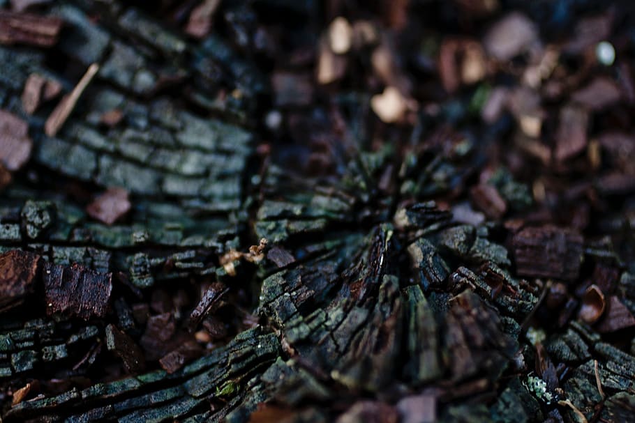 nature, landscape, soil, tree, bark, close-up, full frame, textured HD wallpaper