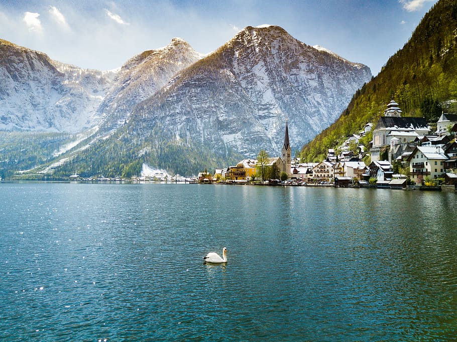 white bird floating on water in front of moutain, white swan on body water surrounded by mountains HD wallpaper