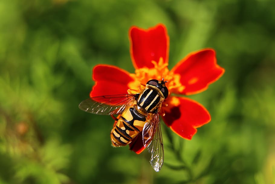 citroenpendel hoverfly, bug, nature, flower, flowering plant HD wallpaper