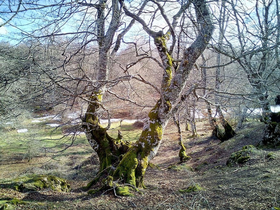 Forest, Tree, Nature, Hiking, trees, landscape, you have, hayedo HD wallpaper