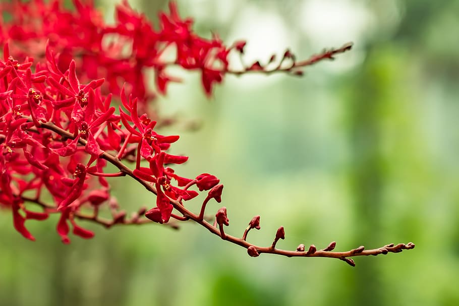 nature, flora, flower, leaf, botanic garden, plant, focus on foreground HD wallpaper