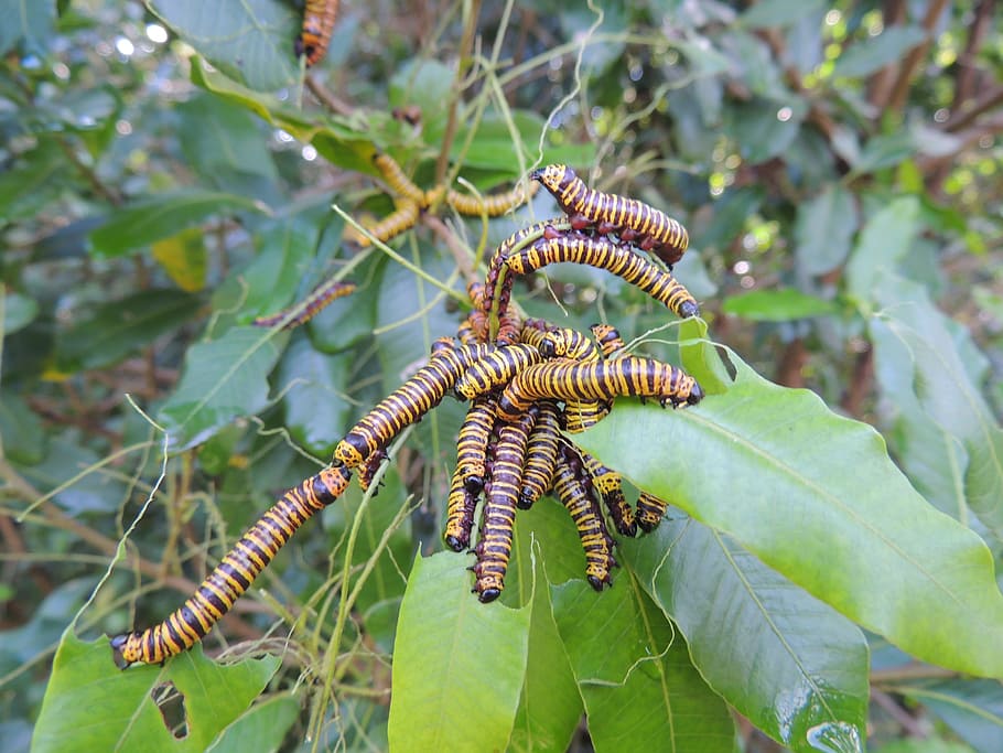 wrinkle, caterpillar, nature, leaf, plant part, focus on foreground HD wallpaper