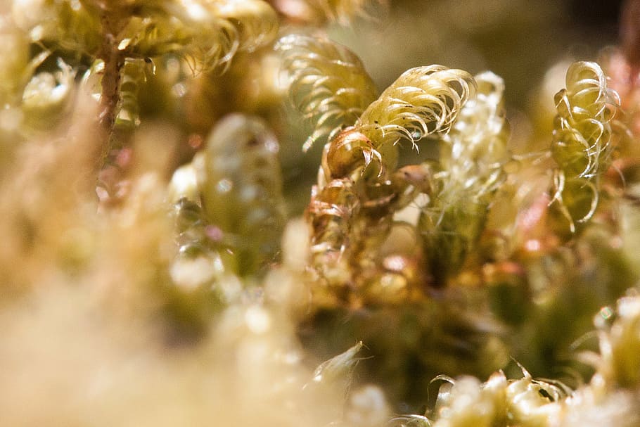 moss, macro, green, yellow green, nature, spring, flora, plant HD wallpaper