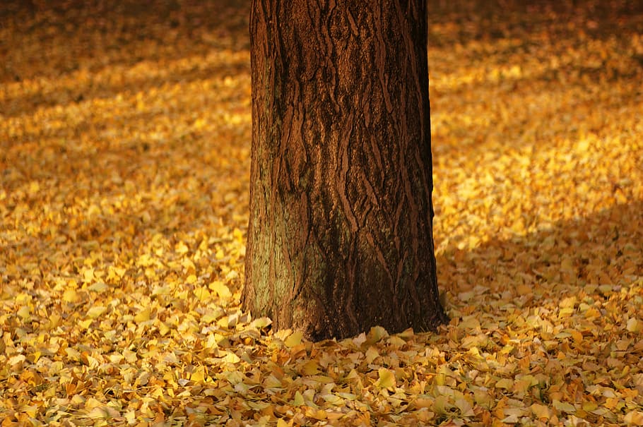 brown tree surrounded by yellow leaves, selective focus photography of tree HD wallpaper