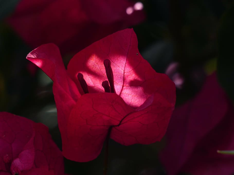 bougainvillea, colorful, flowers, red, translucent, intensive, HD wallpaper