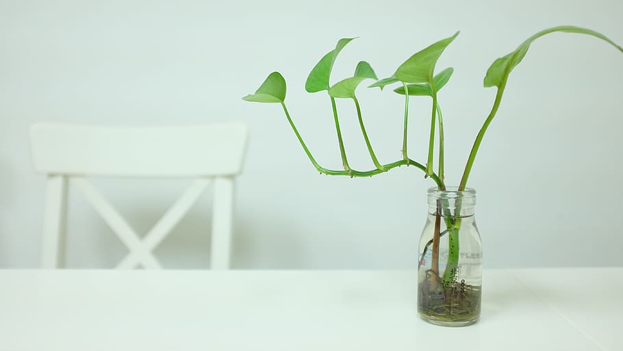 Plant, Simple, Vase, White, green dill, background, section, HD wallpaper