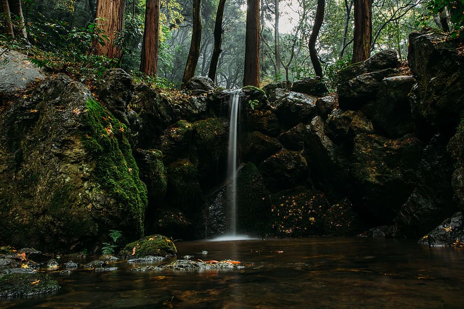 Waterfall, Forest, Calm, tree, nature, scenics, no people, scenics - nature HD wallpaper