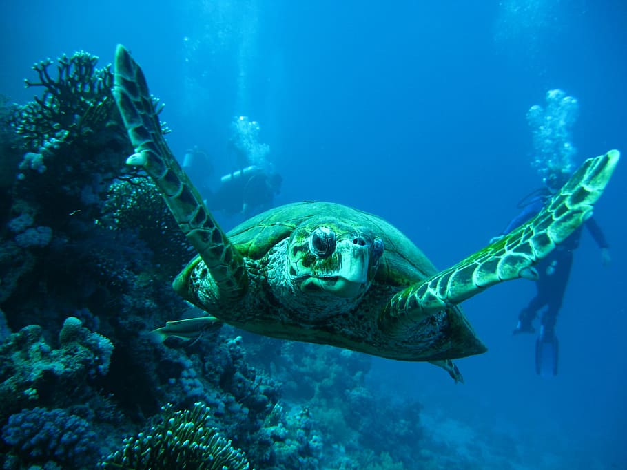 photo of turtle underwater, sea, tortoise, smolensk, korman13 HD wallpaper