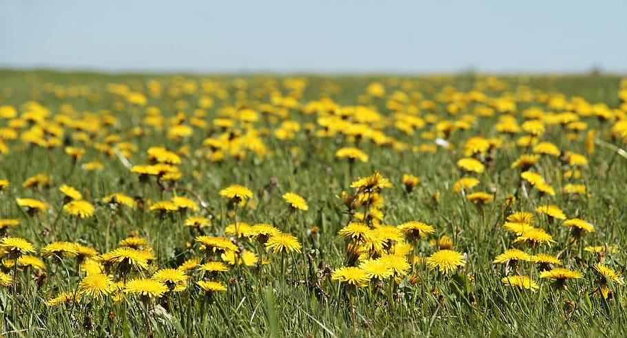 field of yellow daisy flowers, dandelion, meadow, dandelion meadow HD wallpaper
