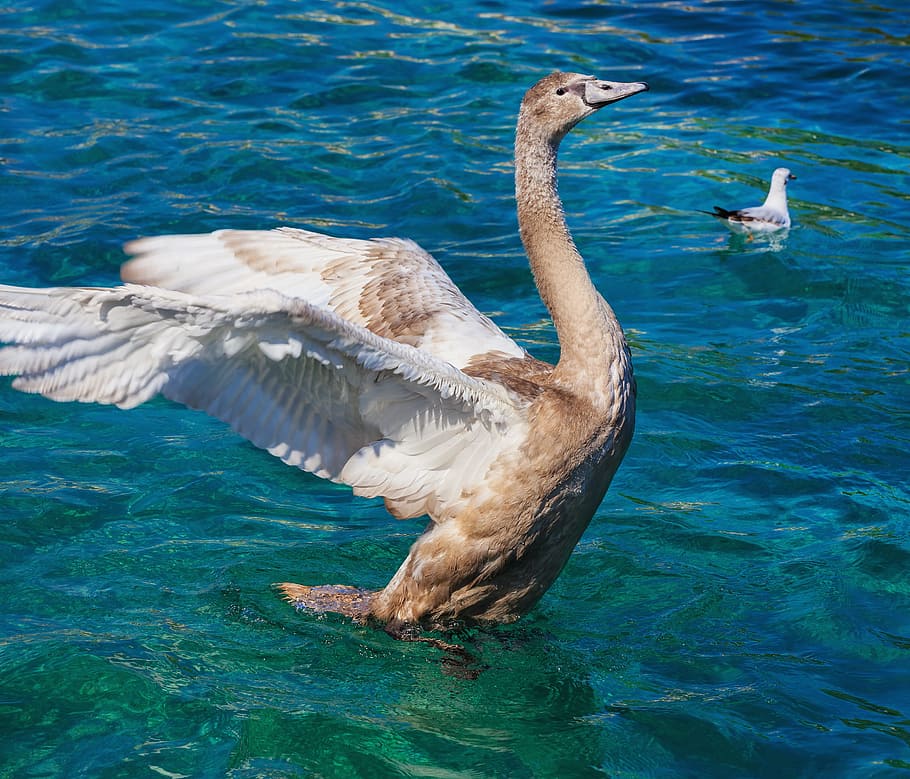 young, swan, gray, grey, brown, bird, side view, dynamic, motion HD wallpaper