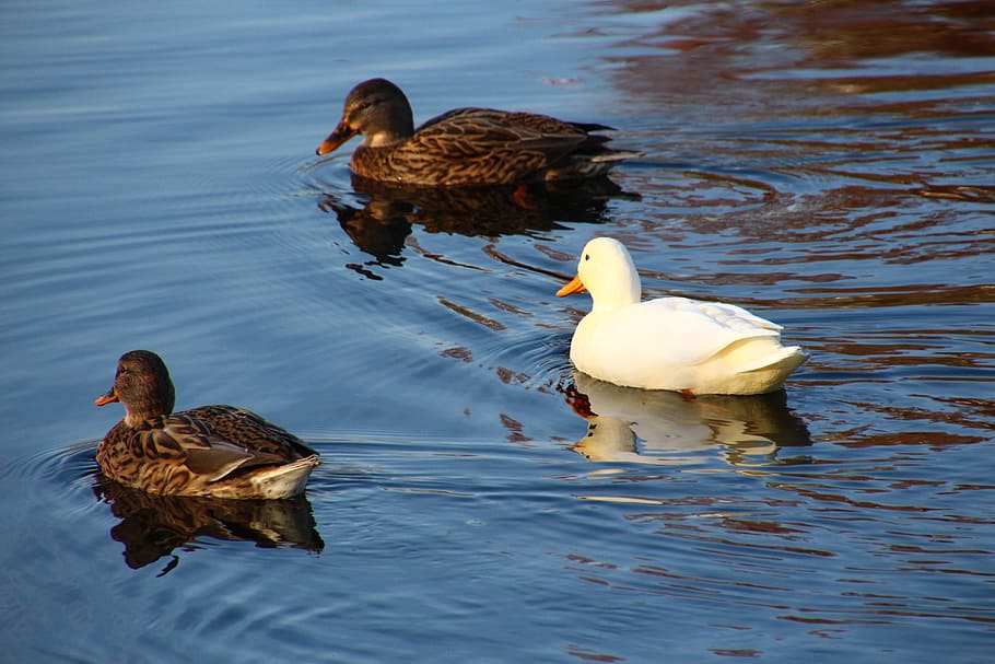 three ducks on water, anders, different, opposition, contrariety HD wallpaper