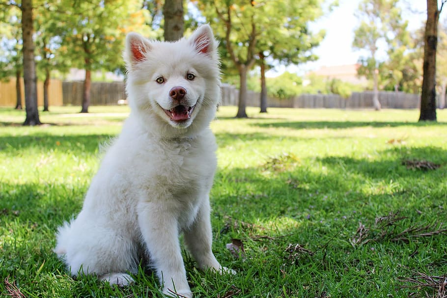 double-coated white puppy on green grass during daytime, dog HD wallpaper