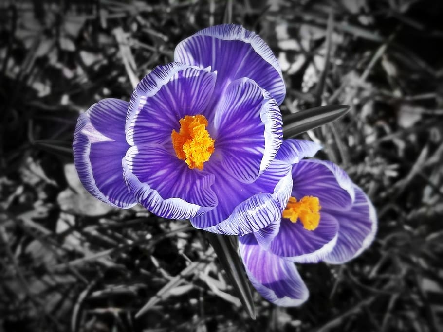 crocus, purple, violet, spring, flower, blossom, bloom, plant HD wallpaper