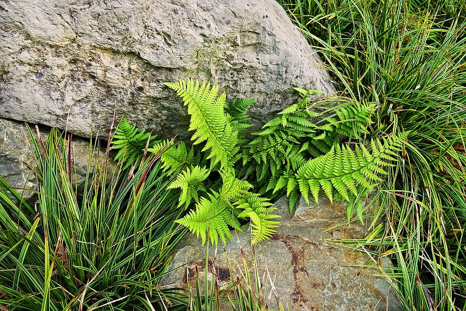 fern, plant, leaf, frond, spore, fiddlehead, vascular, rock HD wallpaper