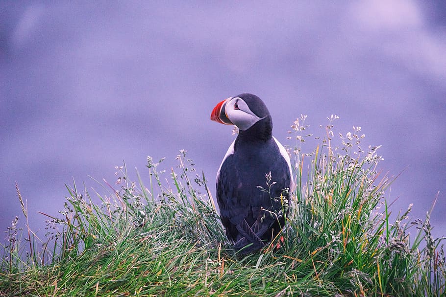 puffin bird on grass, white and black bird on grass during daytime HD wallpaper