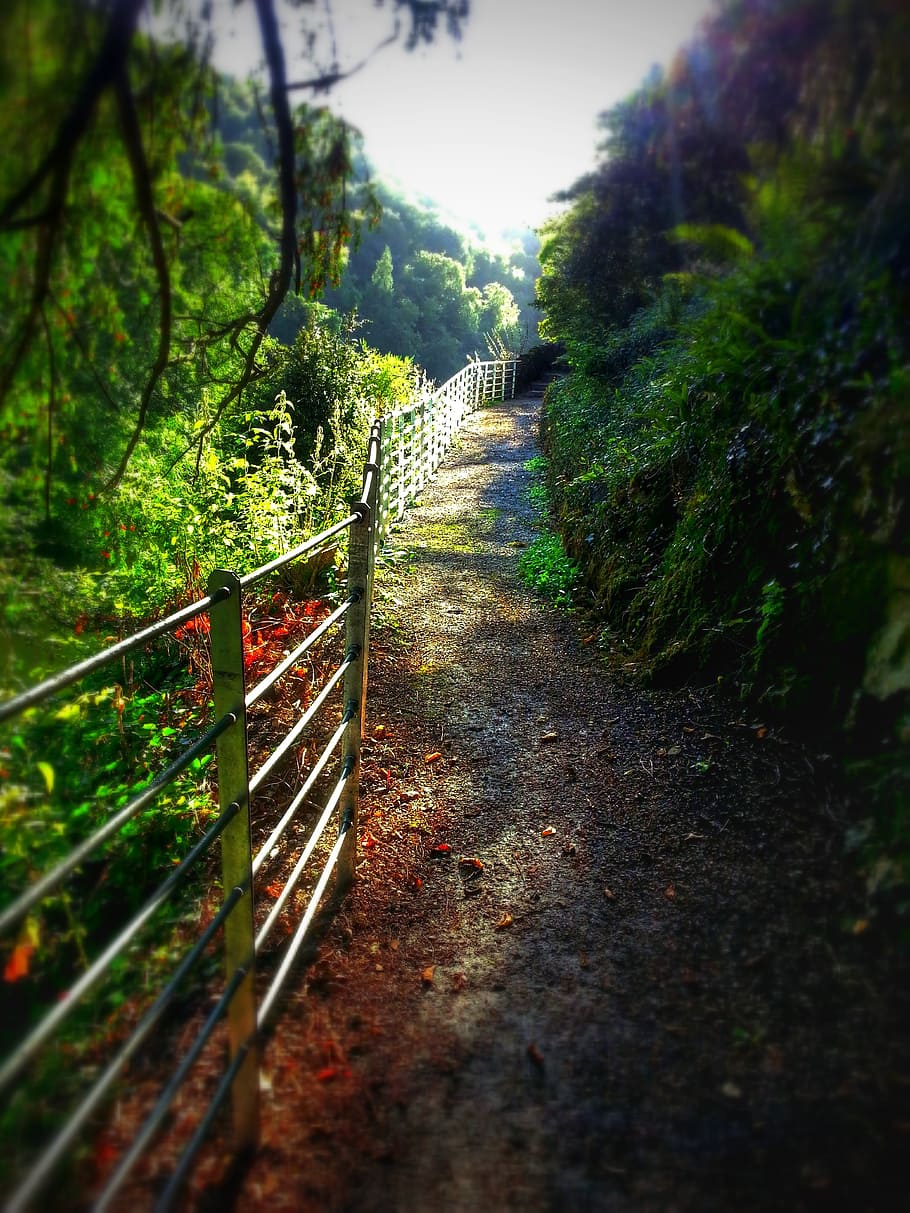 pathway, railings, trees, nature, landscape, footpath, scene HD wallpaper