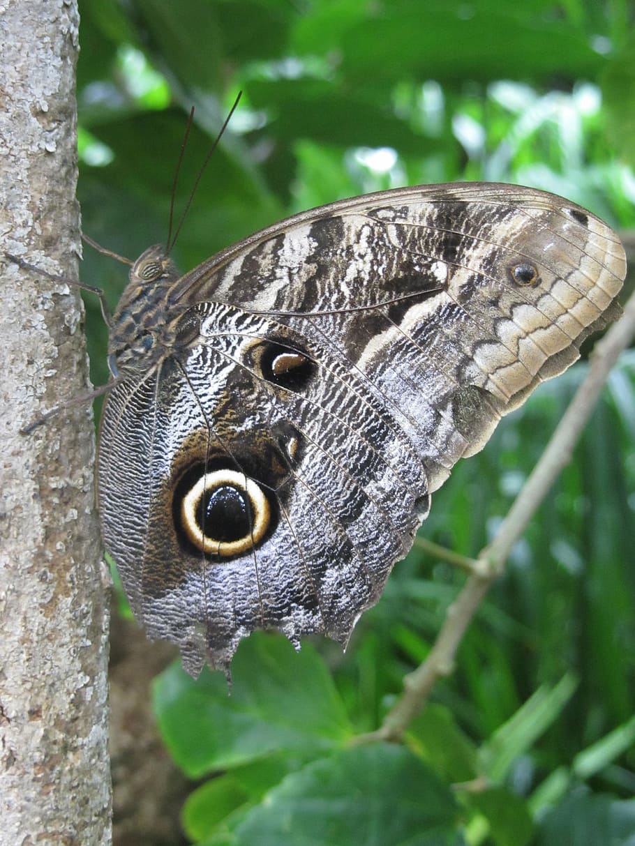 butterfly, nature, insect, natural, wing, animal, animals in the wild HD wallpaper
