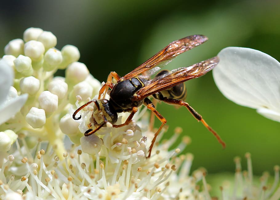 Wasp, Pollen, Nectar, Insect, pollination, sting, one animal HD wallpaper