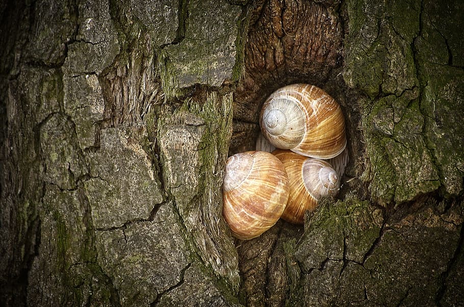 snails, tree, shell, mollusk, nature, close, crawl, reptile HD wallpaper
