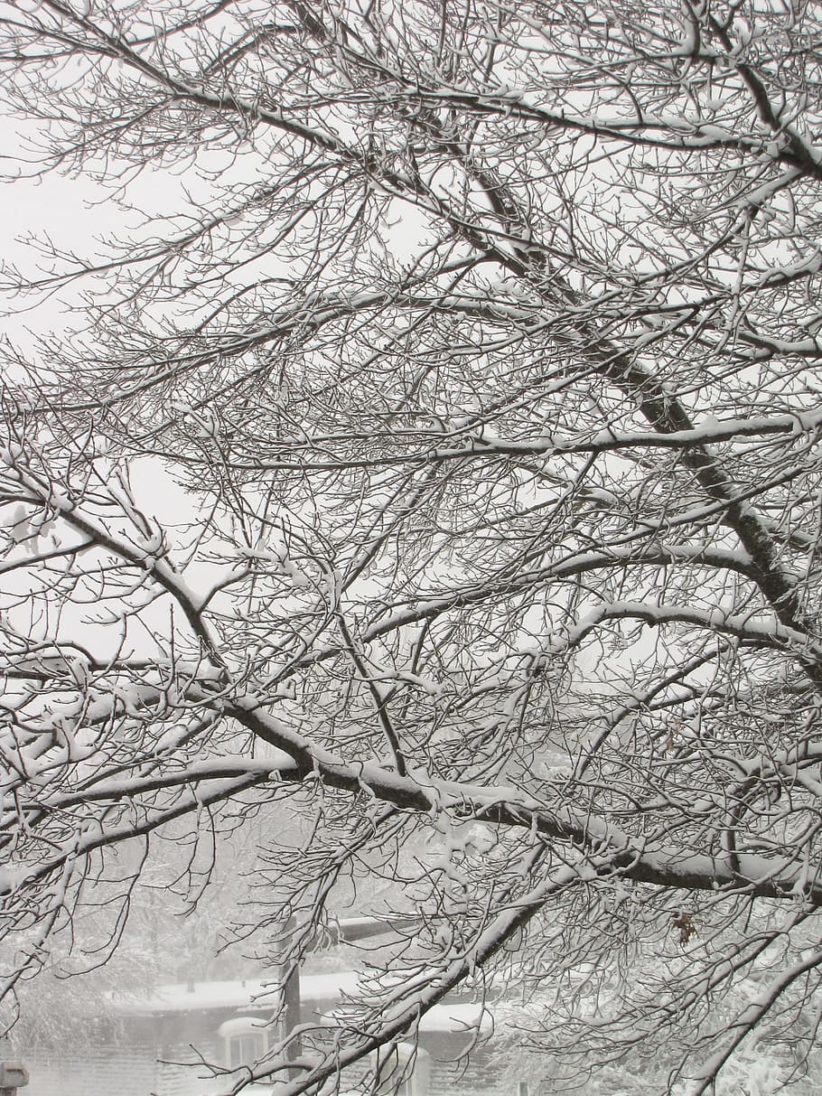 Snow Storms, Snowfall, Trees, Cold, ice, weather, winter, organic HD wallpaper