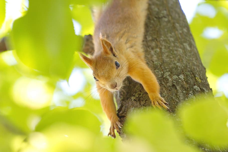 squirrel, nature, wildlife, tree, animal, little, season, park HD wallpaper