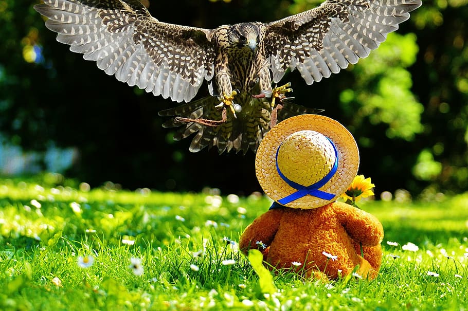 brown bird near brown plush toy sitting on green grass, Falcon HD wallpaper