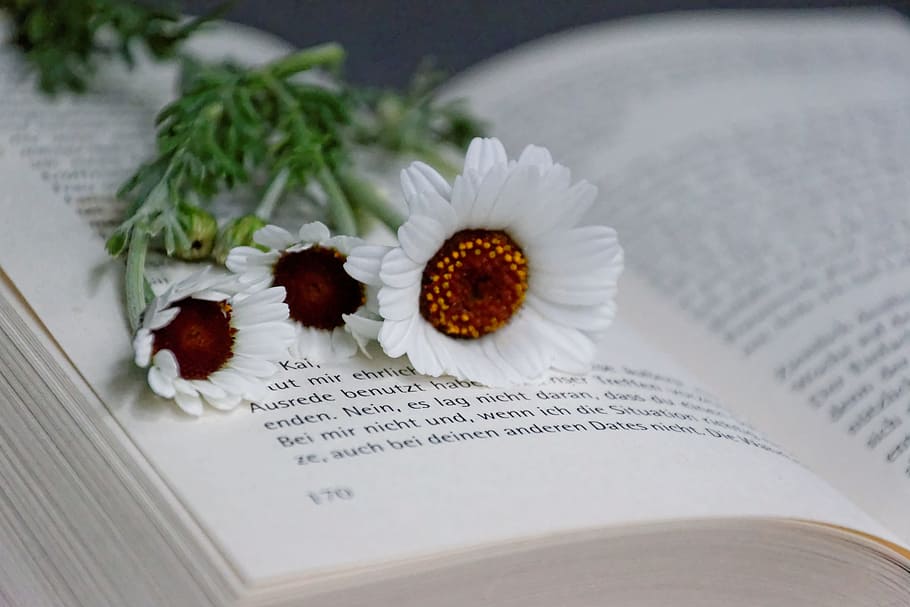 white flowers on book page, Read, Dreams, education, literature HD wallpaper
