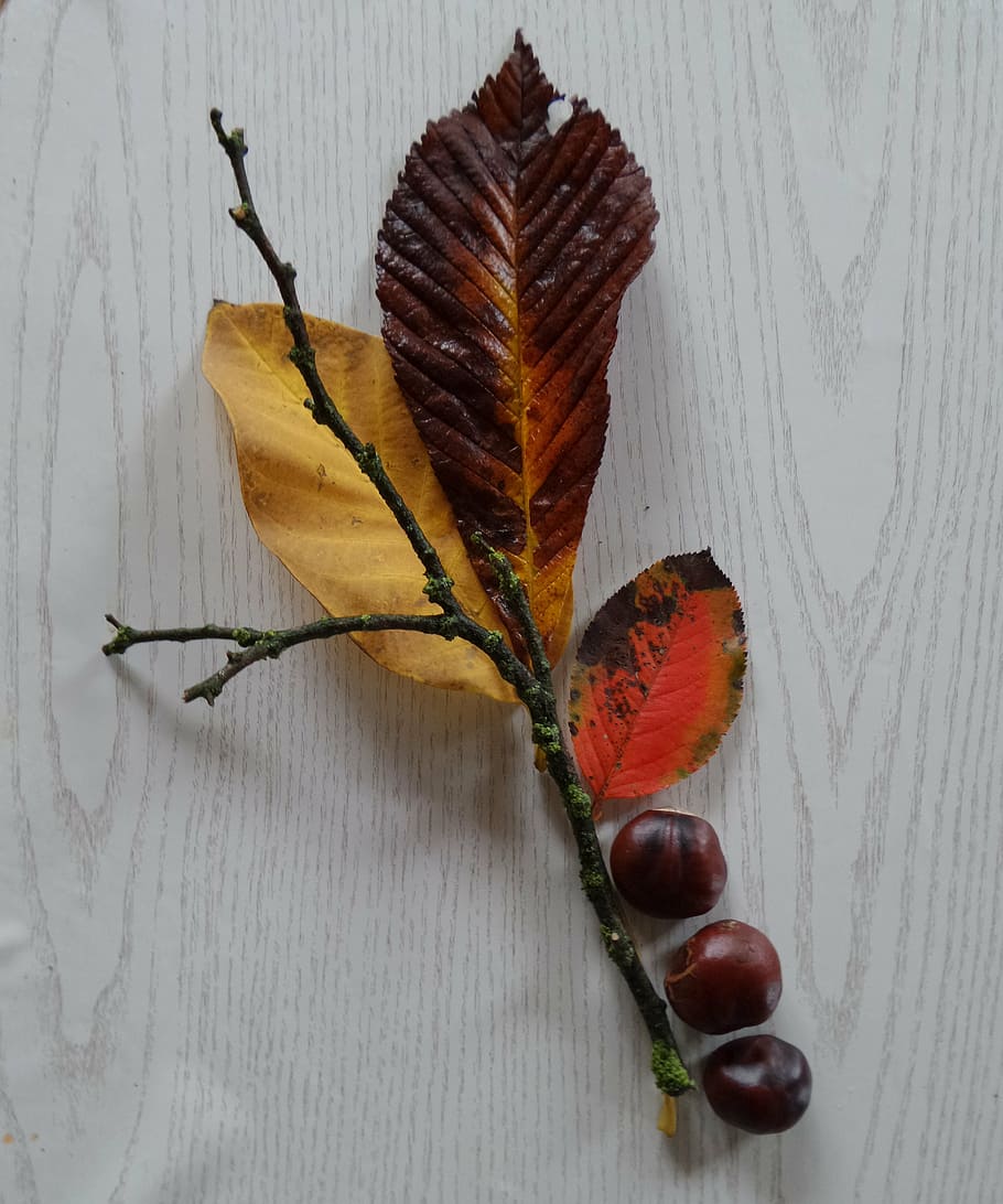 autumn, leaves, chestnut, fall, foliage, table, indoors, close-up HD wallpaper