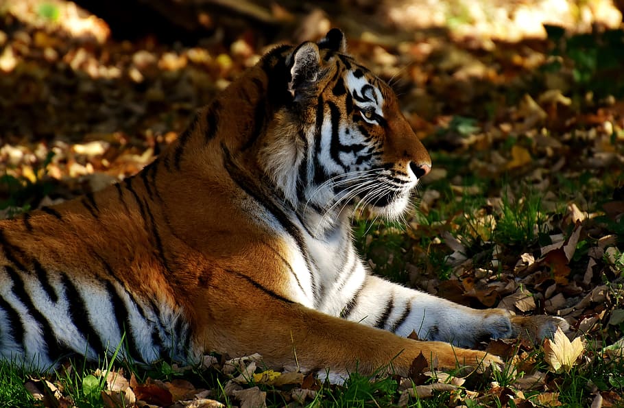 brown and white tiger laying on grass, predator, lurking, fur HD wallpaper