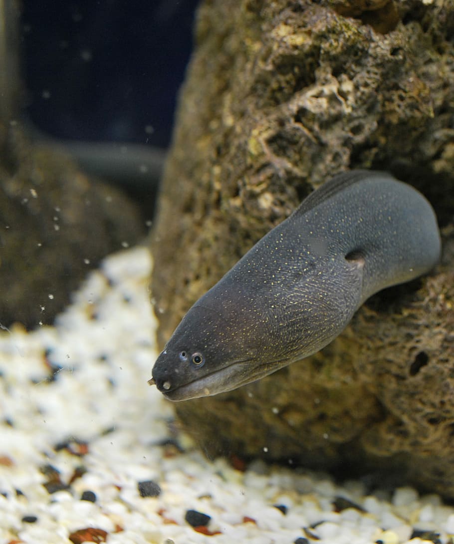 Murena, Fish, Stone, Dangerous, Eel, moray, tropical, sea, ocean HD wallpaper